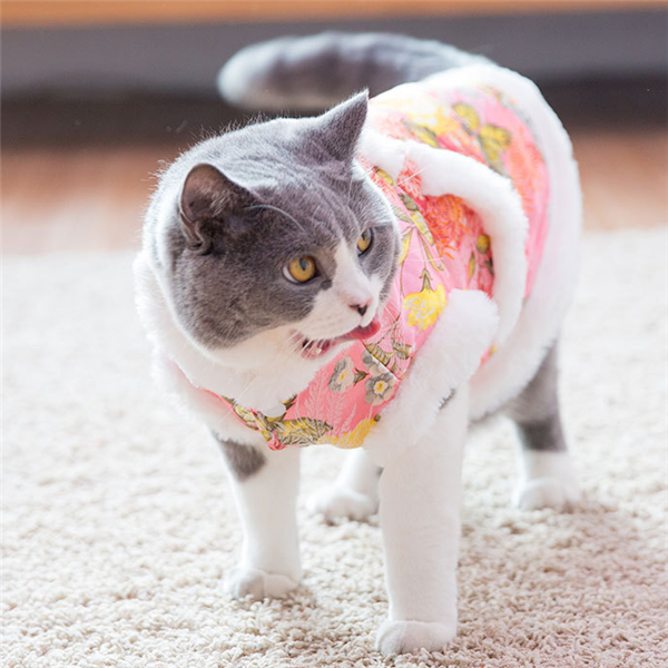 Qipao Cat Costume